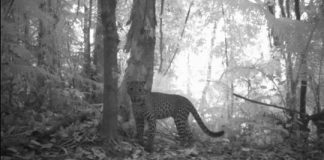 Research: Map of Javan leopard distribution provides guidance for conservation efforts —