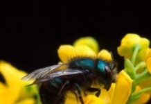 Research: Study finds that warmer temperatures push bees to their physiological limits, may drive local extinction —