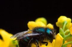 Research: Study finds that warmer temperatures push bees to their physiological limits, may drive local extinction —