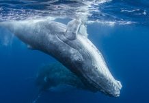 Research: Marine protected areas often expensive and misplaced —