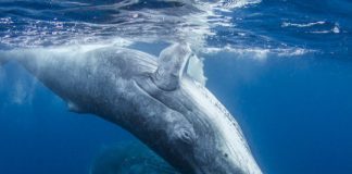 Research: Marine protected areas often expensive and misplaced —