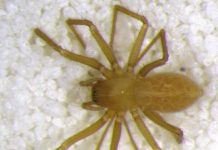 Research: A new spider found deep within an Indiana cave —