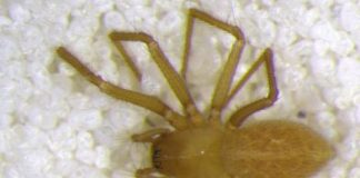 Research: A new spider found deep within an Indiana cave —