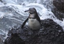 Research: To tell the sex of a Galápagos penguin, measure its beak, researchers say —