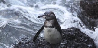 Research: To tell the sex of a Galápagos penguin, measure its beak, researchers say —