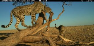 Research: Two spatial tactics of male cheetahs —