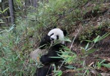 Offbeat: What’s giant panda conservation worth? Billions every year, study shows —