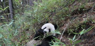 Offbeat: What’s giant panda conservation worth? Billions every year, study shows —