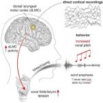 Study: The neuroscience of human vocal pitch — (Details)