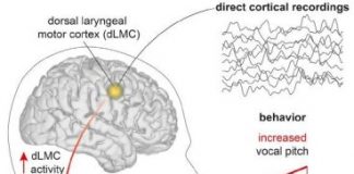 Study: The neuroscience of human vocal pitch — (Details)