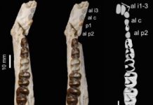Research: Ancient Moroccan dental remains elucidate history of long-lost African fauna —
