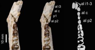 Research: Ancient Moroccan dental remains elucidate history of long-lost African fauna —