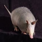Study: More than half of Amazonian armadillos carry leprosy — (Details)