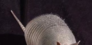 Study: More than half of Amazonian armadillos carry leprosy — (Details)