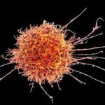 Study: CAR-T immunotherapies may have a new player — (Details)
