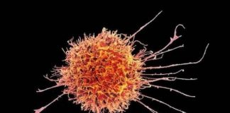 Study: CAR-T immunotherapies may have a new player — (Details)