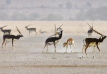 Research: What odors do female blackbuck find enticing in a male? —