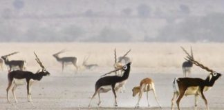 Research: What odors do female blackbuck find enticing in a male? —