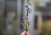 Research: Small bee ‘pollen thieves’ are not effective bumblebee substitutes —