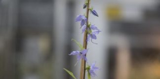 Research: Small bee ‘pollen thieves’ are not effective bumblebee substitutes —