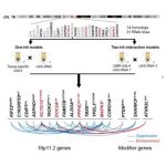 Study: Uncovering genetic interactions responsible for neurodevelopmental disorders — (Details)
