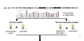 Study: Uncovering genetic interactions responsible for neurodevelopmental disorders — (Details)