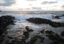 Research: World’s first animals likely caused global warming —