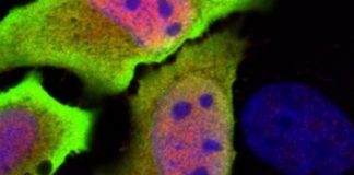 Research: Gene discovery unlocks mysteries to our immunity —