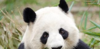 Research: Long-term data provides scientific evidence of conservation success —