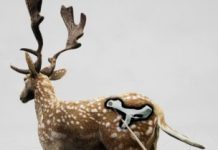 Research: Neanderthals practiced close-range hunting 120,000 years ago —