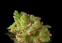 Research: Fern genomes elucidate land plant evolution and cyanobacterial symbioses —