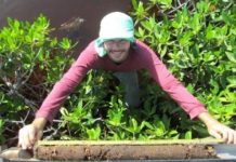 Research: How mangroves help keep the planet cool —