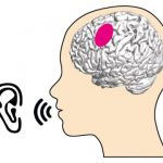 Study: What articulation-relevant brain regions do when we listen — (Details)