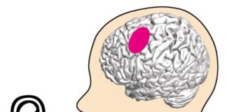 Study: What articulation-relevant brain regions do when we listen — (Details)