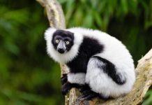 Research: Loss of lemurs might endanger many of Madagascar’s largest tree species —