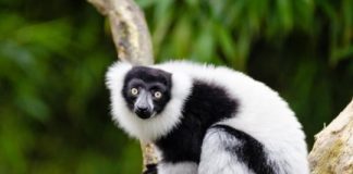 Research: Loss of lemurs might endanger many of Madagascar’s largest tree species —
