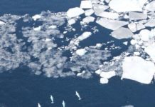 Research: Marine mammals most at risk from increased Arctic ship traffic —