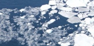 Research: Marine mammals most at risk from increased Arctic ship traffic —