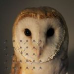 Study: Humans and birds may be more similar than previously thought — (Details)