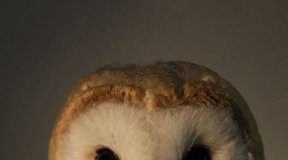 Study: Humans and birds may be more similar than previously thought — (Details)