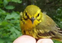 Research: Scale is a key ingredient when tracking biodiversity, researchers say —