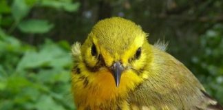 Research: Scale is a key ingredient when tracking biodiversity, researchers say —