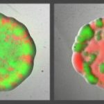 Study: Bacteria can ‘divide and conquer’ to vanquish their enemies — (Details)