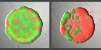 Study: Bacteria can ‘divide and conquer’ to vanquish their enemies — (Details)