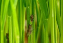 Research: Discovery could lead to new tool for fighting major pest —