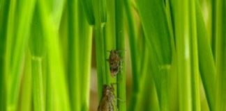 Research: Discovery could lead to new tool for fighting major pest —