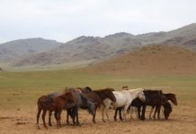 Research: Oldest evidence of horse veterinary care discovered in Mongolia —