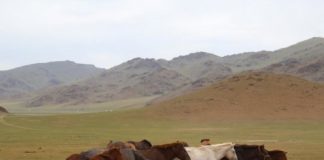 Research: Oldest evidence of horse veterinary care discovered in Mongolia —