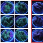 Study: Biological switch reliably turns protein expression on at will — (Details)