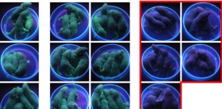 Study: Biological switch reliably turns protein expression on at will — (Details)